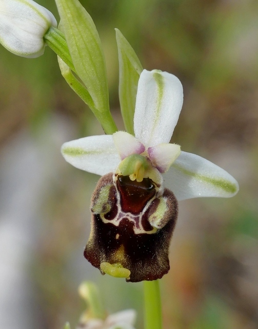 Ophrys crabronifera & Ophrys holosericea sp. � Monti Lucretili  (Roma).